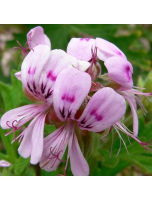 Image 36541 supplémentaire pour Géranium rosat Bio - Huile essentielle de Pelargonium graveolens 10 ml - Herbes et Traditions