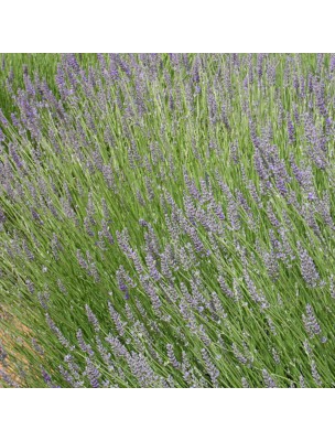 Image 36557 supplémentaire pour Lavande aspic Bio - Huile essentielle Lavandula latifolia 10 ml - Herbes et Traditions