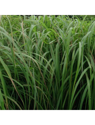 https://www.louis-herboristerie.com/36874-home_default/lemongrass-bio-essential-oil-pearls-pranarom.jpg