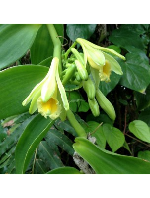 Image 36916 supplémentaire pour Vanille Bio - Huile végétale Vanilla planifolia 50 ml - Pranarôm