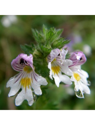 Image 37028 supplémentaire pour Euphraise officinale - Partie aérienne 100g - Tisane Euphrasia stricta Wolff ex.