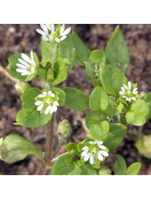 Image 37155 supplémentaire pour Mouron des Oiseaux Bio - Partie aérienne 100g -Tisane de Stellaria media L.