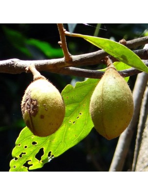 Image 37809 supplémentaire pour Muscade Bio - Noix entière 100g - Tisane de Myristica fragans Houtt.