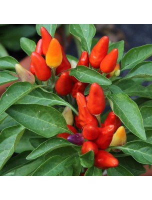 Image 37816 supplémentaire pour Paprika Doux Bio - Poudre 100g - Tisane de Capsicum annuum L.