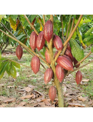 Cacao Bio - Coque torréfiée coupée 100g - Tisane de Theobroma cacao L.