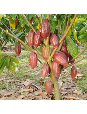 Image 38561 supplémentaire pour Cacao Bio - Coque torréfiée coupée 100g - Tisane de Theobroma cacao L.