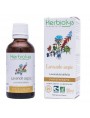 Image de Spike lavender organic - Healing and soothing Lavandula latifolia herbal tincture 50 ml Herbiolys via Buy Benzoin of Siam Organic - Styrax Tonkinensis Essential Oil