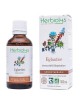 Eglantier Macérât de jeune pousse Bio - Immunité et Respiration 50 ml - Herbiolys