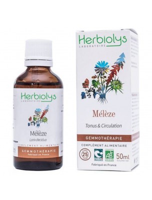 Image de Mélèze Macérât de bourgeon Bio - Tonus et Circulation 50 ml - Herbiolys depuis louis-herboristerie