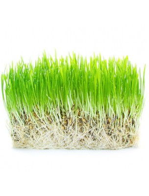 https://www.louis-herboristerie.com/4046-home_default/barley-grass-powder-organic-superfoods-200g-purasana.jpg