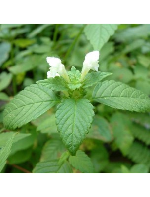 Image 41349 supplémentaire pour Lamier blanc (Ortie blanche) - Sommité fleurie coupée 100g - Tisane de Lamium album L.