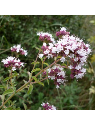 Image 42488 supplémentaire pour Origan Bio - Huile essentielle d'Origanum compactum 10 ml - Herbes et Traditions