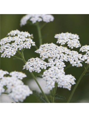 Image 42794 supplémentaire pour Achillée millefeuille - Sommité fleurie coupée 100g - Tisane d'Achillea millefolium L.