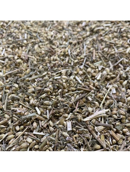 Achetez Achillée millefeuille - Sommité fleurie coupée 100g - Tisane d'Achillea millefolium L. à l'herboristerie Louis Image principale de Achillée millefeuille - Sommité fleurie coupée 100g - Tisane d'Achillea millefolium L.