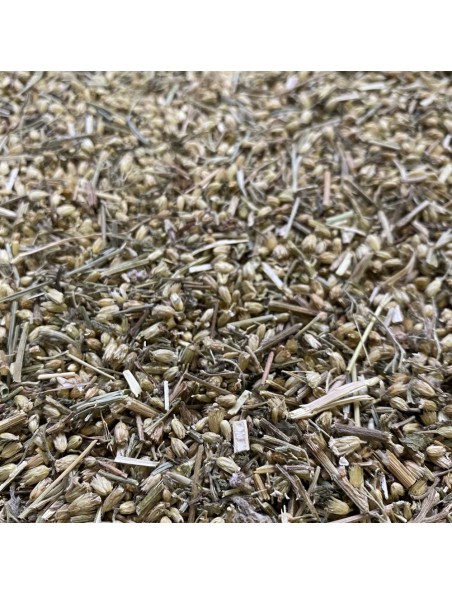 Image principale de Achillée millefeuille - Sommité fleurie coupée 100g - Tisane d'Achillea millefolium L.