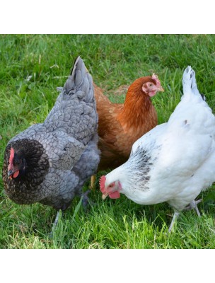 https://www.louis-herboristerie.com/42870-home_default/avi-21-natural-defences-for-poultry-250-ml-bionature.jpg