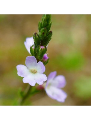 Image 43112 supplémentaire pour Verveine officinale - Partie aérienne coupée 100g - Tisane de Verbena officinalis L.