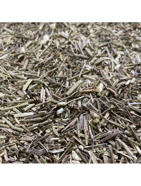 Verveine officinale - Partie aérienne coupée 100g - Tisane de Verbena officinalis L.