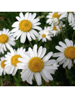 Image 43941 supplémentaire pour Camomille Romaine Bio - Huile essentielle Chamaemelum noblle/Anthemis Nobilis 5 ml - Herbes et Traditions