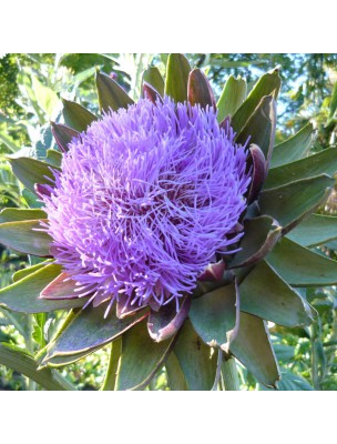 Image 43993 supplémentaire pour Artichaut XXI - Extrait Fluide de Cynara scolimus L. 50ml - SoriaNatural