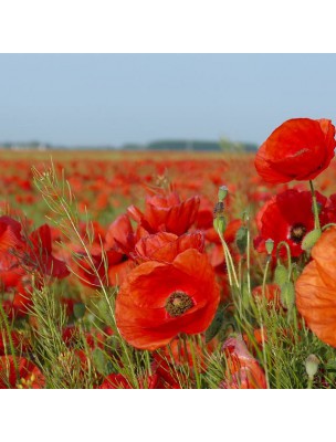 Image 44104 supplémentaire pour Coquelicot XXI - Extrait Fluide de Papaver rhoeas 50ml - SoriaNatural