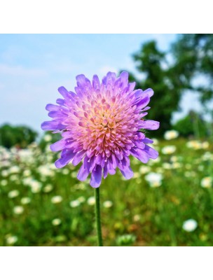 Image 45175 supplémentaire pour Scabieuse des Champs Bio - Partie aérienne coupée 100 g - Tisane de Scabiosa arvensis