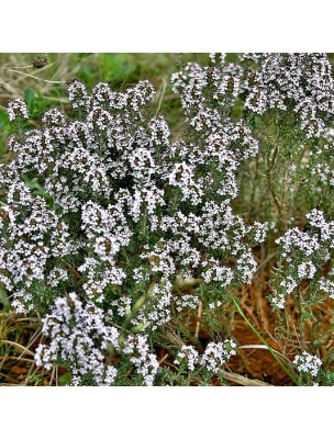 Image 45351 supplémentaire pour Thym Doux à Linalol Bio - Huile essentielle de Thymus vulgaris linalol 5 ml - Herbes et Traditions