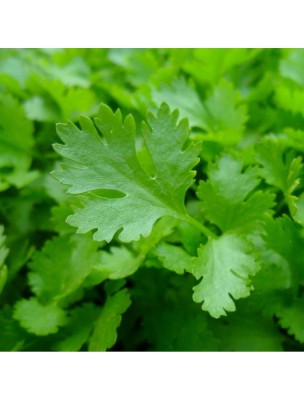 https://www.louis-herboristerie.com/45424-home_default/coriander-leaf-organic-coriandrum-sativum-essential-oil-5-ml-herbs-and-traditions.jpg