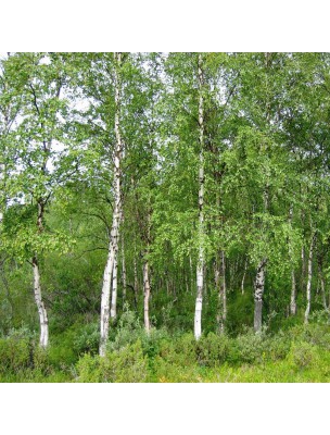 https://www.louis-herboristerie.com/45671-home_default/birch-sap-blackcurrant-organic-vitality-and-well-being-2-litres-fee-nature.jpg