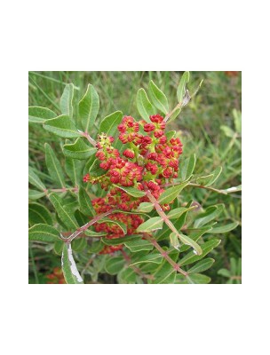 Image 45732 supplémentaire pour Lentisque Pistachier Bio - Huile essentielle de Pistacia lentiscus 5 ml - Herbes et Traditions