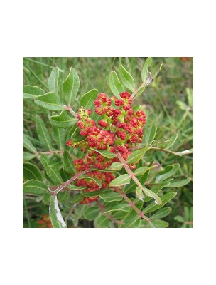 https://www.louis-herboristerie.com/45733-home_default/lentisque-pistachio-bio-essential-oil-of-pistacia-lentiscus-2-ml-herbes-et-traditions.jpg