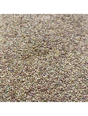 Image de Alfalfa Bio - Graines 100g - Tisane de Medicago sativa depuis Les plantes équilibrent votre système hormonal