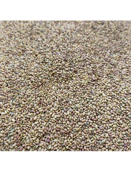 Alfalfa Bio - Graines 100g - Tisane de Medicago sativa