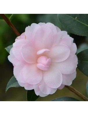Image 46870 supplémentaire pour Camélia Bio - Huile végétale de Camellia oleifera 30 ml - Pranarôm