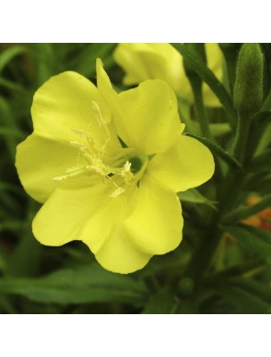 Image 46944 supplémentaire pour Onagre Bio - Huile végétale d'Oenothera biennis 60 capsules - Pranarôm