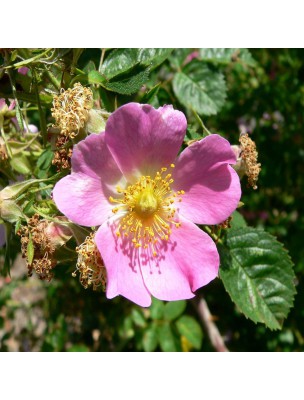 Image 46951 supplémentaire pour Rose musquée Bio - Huile végétale de Rosa rubiginosa 60 capsules - Pranarôm