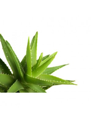 Image 47058 supplémentaire pour Aloe vera Bio - Gel à boire goût Citron vert 1 Litre - Aromandise