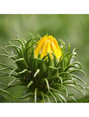 Image 47182 supplémentaire pour Grindélia - Partie aérienne coupée 100g - Tisane de Grindelia robusta