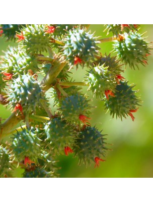 Image 47335 supplémentaire pour Ricin Bio - Huile végétale de Ricinus communis 50 ml - Pranarôm