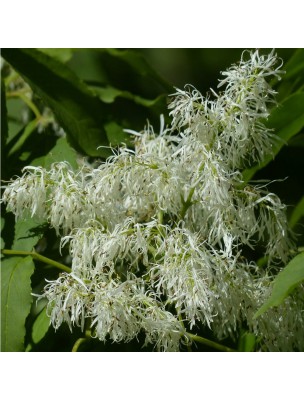 Image 48774 supplémentaire pour Frêne à Manne - Larmes 100g - Tisane de Fraxinus ornus