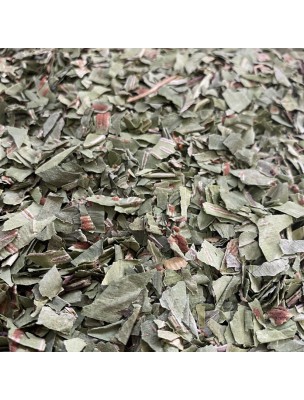 Image de Scolopendre - Frondes coupées 100g - Tisane de Scolopendrium officinale depuis louis-herboristerie