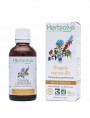 Image de Grande Camomille Bio - Maux de tête Teinture-mère Leucanthemum parthenium 50 ml - Herbiolys via Acheter Camomille Romaine Bio - Huile essentielle Chamaemelum nobile 1 ml