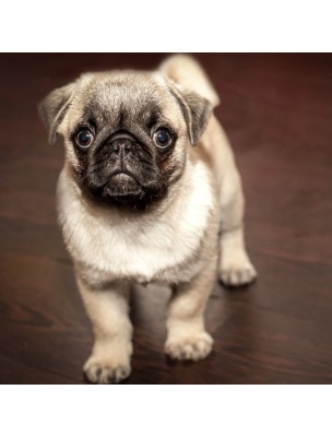 https://www.louis-herboristerie.com/49194-home_default/collier-tiques-et-puces-petits-et-moyens-chiens-insectifuge-1-collier-verlina.jpg