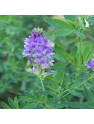 Image 49463 supplémentaire pour Alfalfa (Luzerne) Bio - Partie aérienne poudre 100g - Tisane de Medicago sativa L.