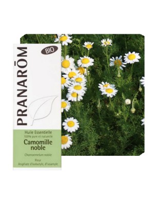 Image de Camomille romaine (noble) Bio - Huile essentielle Chamaemelum nobile 5 ml - Pranarôm via Camomille romaine bio (50g) - Tisane Anthemis nobilis