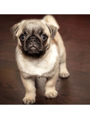 https://www.louis-herboristerie.com/50246-home_default/moderate-dental-chew-chicken-os-a-macher-en-nylon-pour-chiens-small-nylabone.jpg