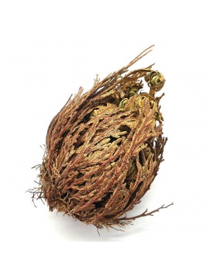 Image de Rose of Jericho - Fumigation - 10 cm depuis Fumigation à la sauge blanche