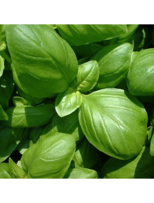 Basilic Grand vert Bio - Huile essentielle d'Ocimum Basilicum 5 ml - Herbes et Traditions