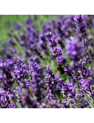 Image 50657 supplémentaire pour Lavande fine AOP Provence Bio - Huile essentielle de Lavandula angustifolia 10 ml - Herbes et Traditions