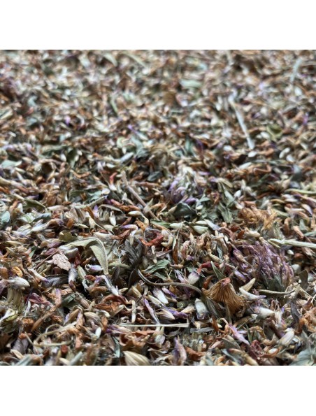 Trèfle rouge - Fleurs Brisures 100g - Tisane de Trifolium pratense L. Trèfle rouge - Fleurs Brisures 100g - Tisane de Trifolium pratense L.
